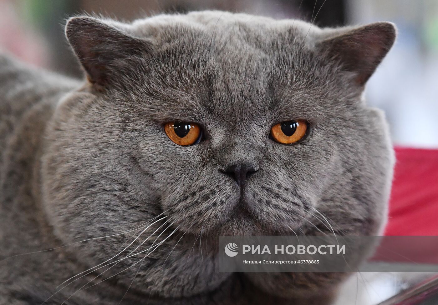 Выставка кошек "КоШарики-Шоу" в Москве