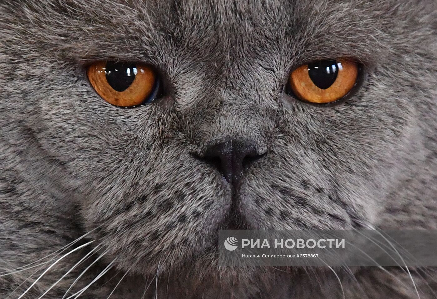 Выставка кошек "КоШарики-Шоу" в Москве