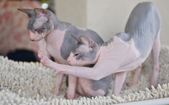 Выставка кошек "КоШарики-Шоу" в Москве