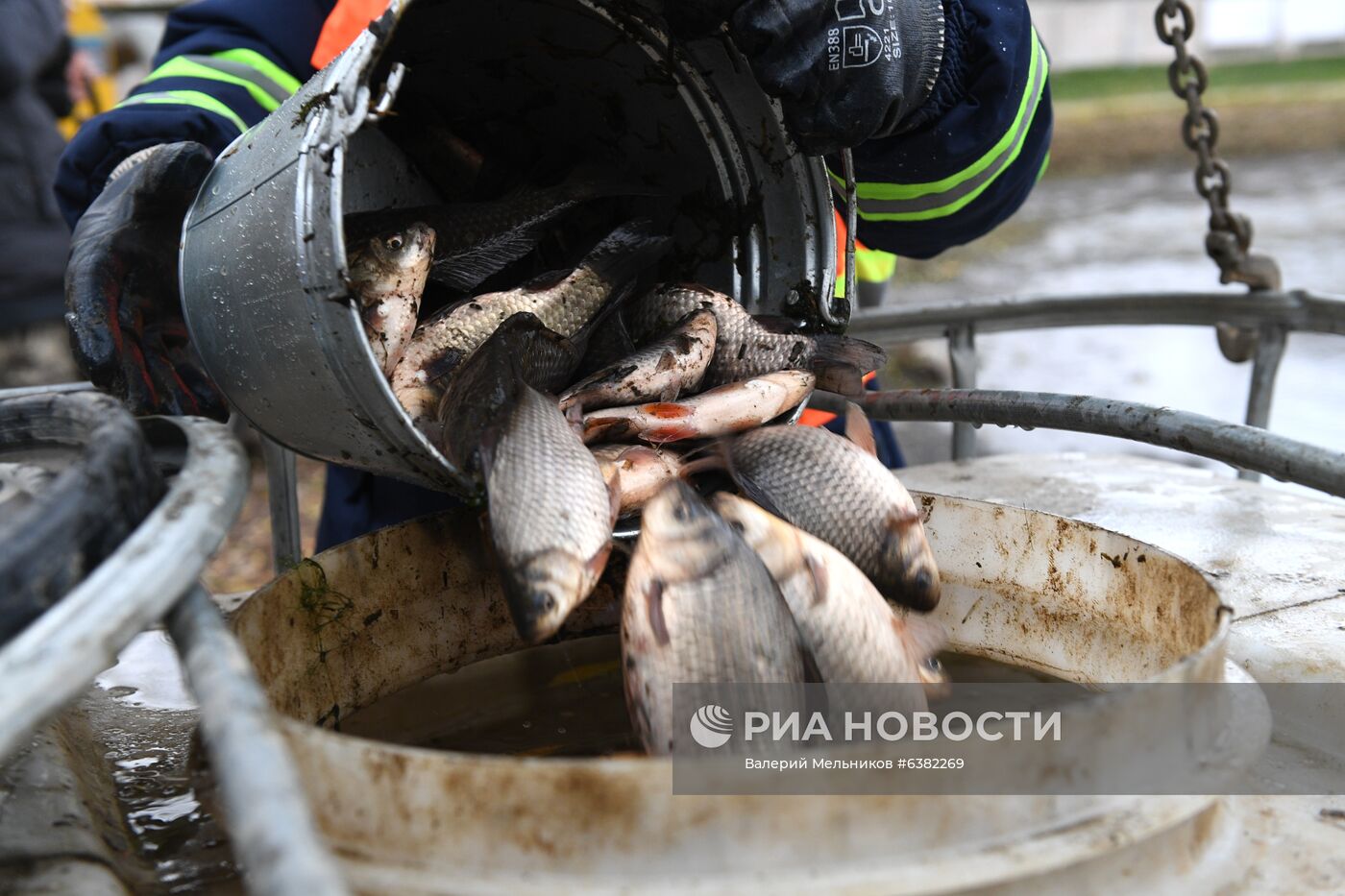Переселение рыб из пруда Ясный в Останкинский