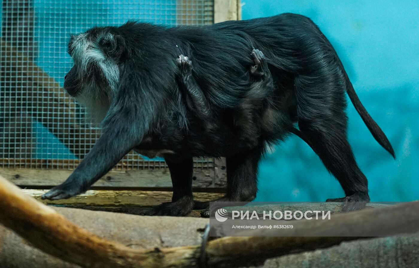В Московском зоопарке родился детеныш львинохвостой макаки