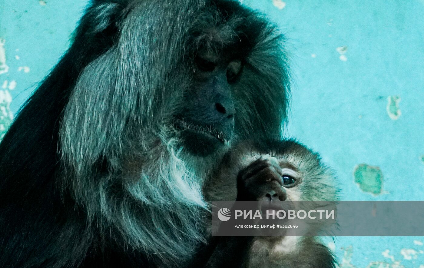 В Московском зоопарке родился детеныш львинохвостой макаки