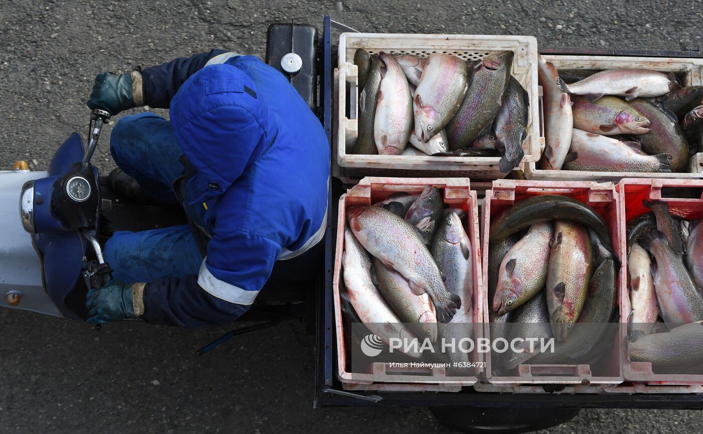 Рыбная ферма "Саянская форель" в Хакасии