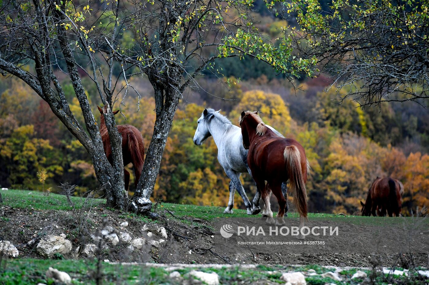 Лошади в окрестностях каньона Узунджа