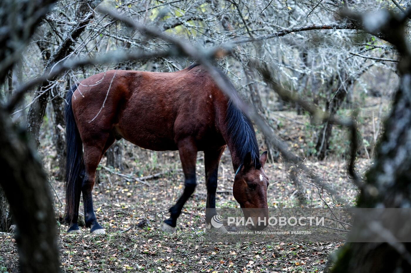 Лошади в окрестностях каньона Узунджа