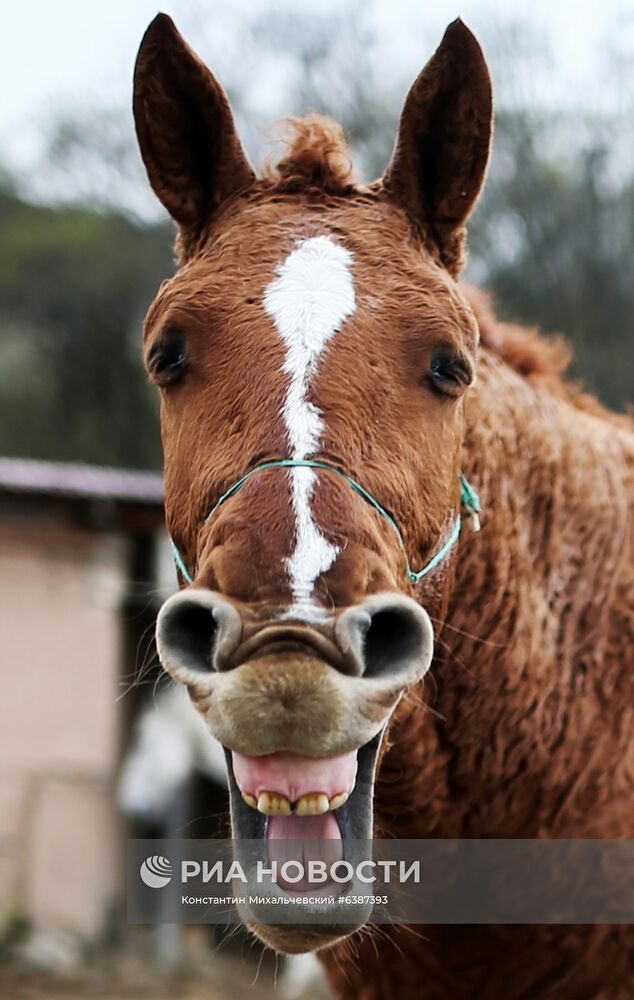 Лошади в окрестностях каньона Узунджа