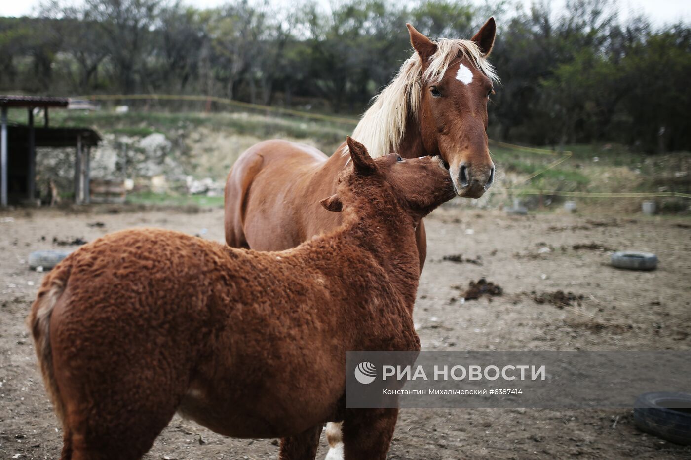 Лошади в окрестностях каньона Узунджа