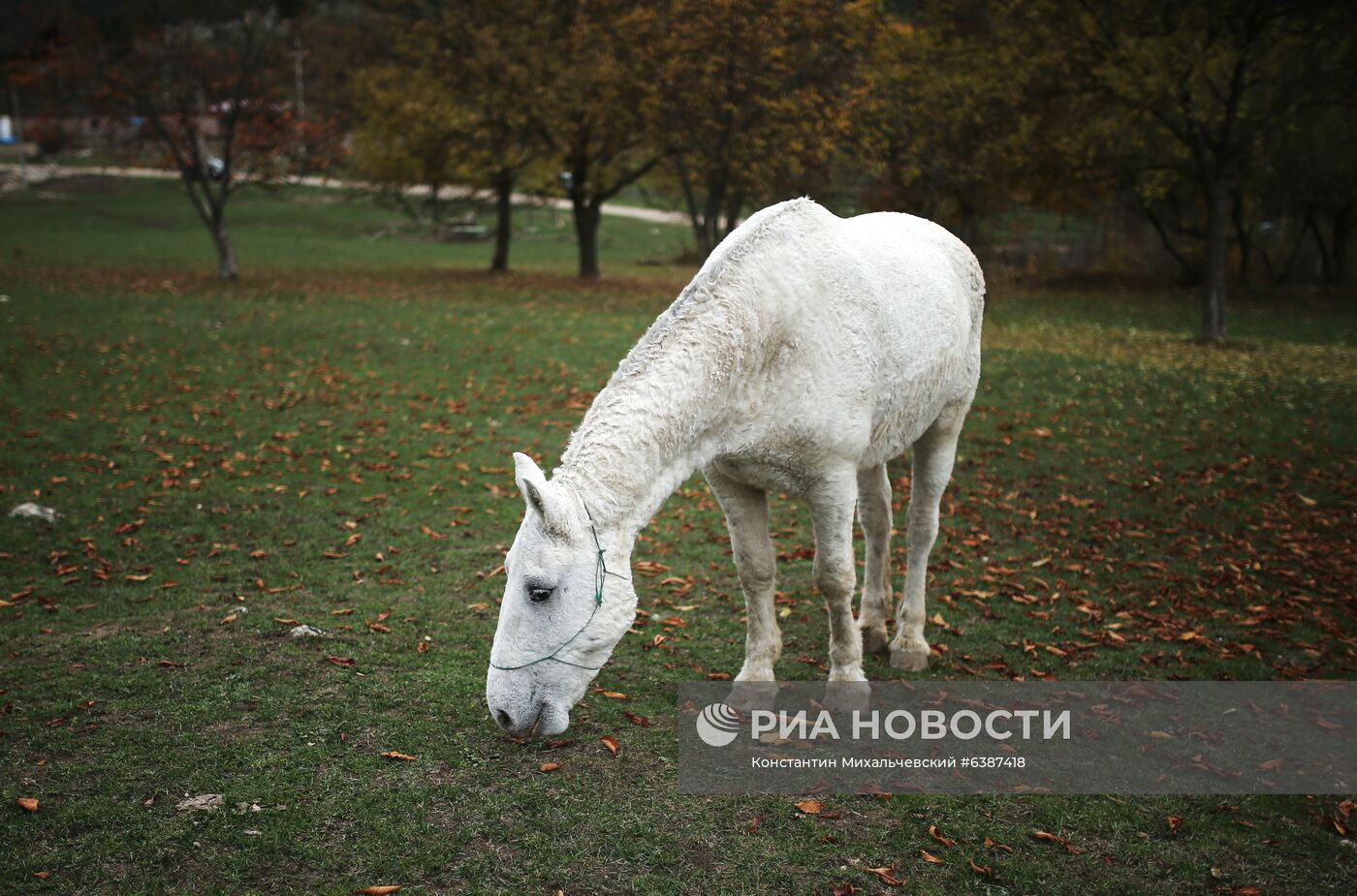 Лошади в окрестностях каньона Узунджа