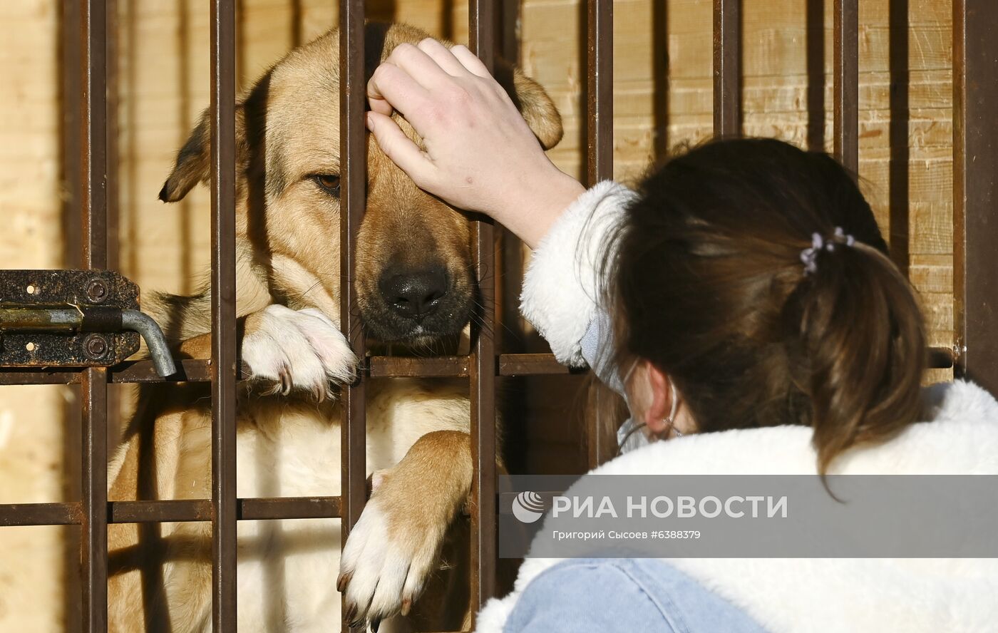 Открытие приюта для животных в Подмосковье