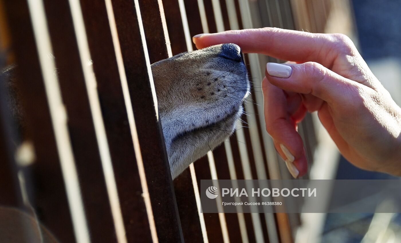 Открытие приюта для животных в Подмосковье