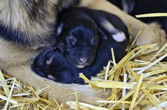 Открытие приюта для животных в Подмосковье