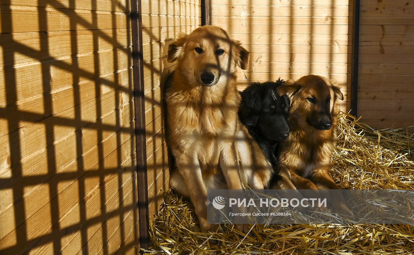 Открытие приюта для животных в Подмосковье