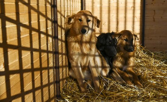 Открытие приюта для животных в Подмосковье