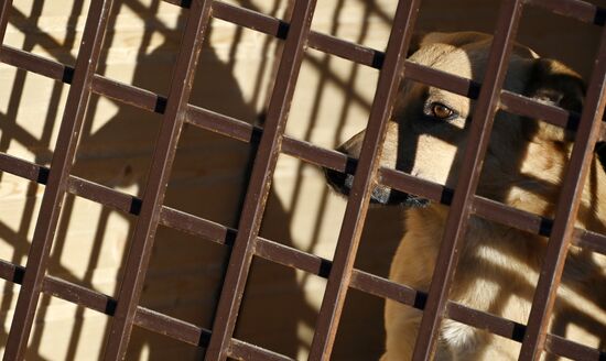 Открытие приюта для животных в Подмосковье