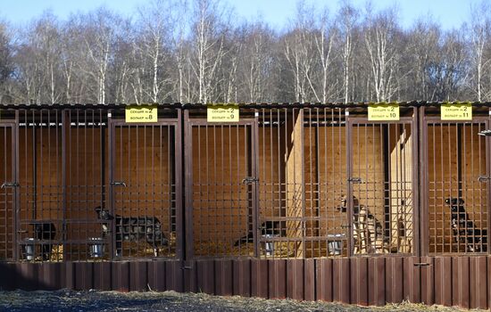 Открытие приюта для животных в Подмосковье