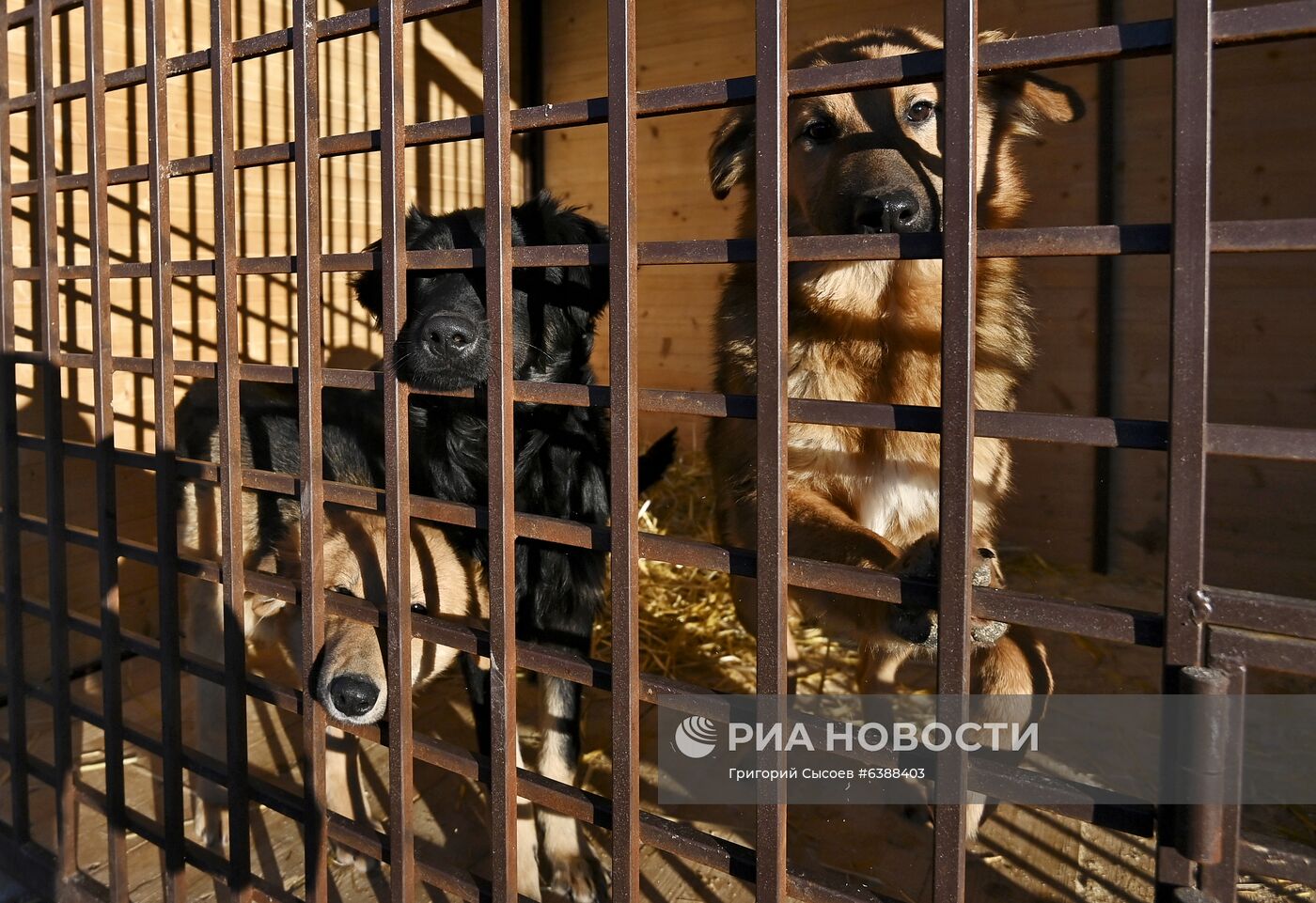 Открытие приюта для животных в Подмосковье