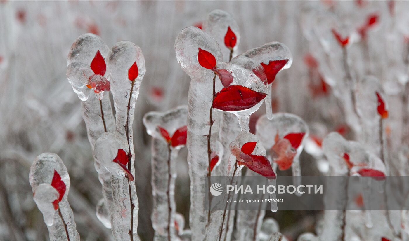 Последствия ледяного дождя во Владивостоке