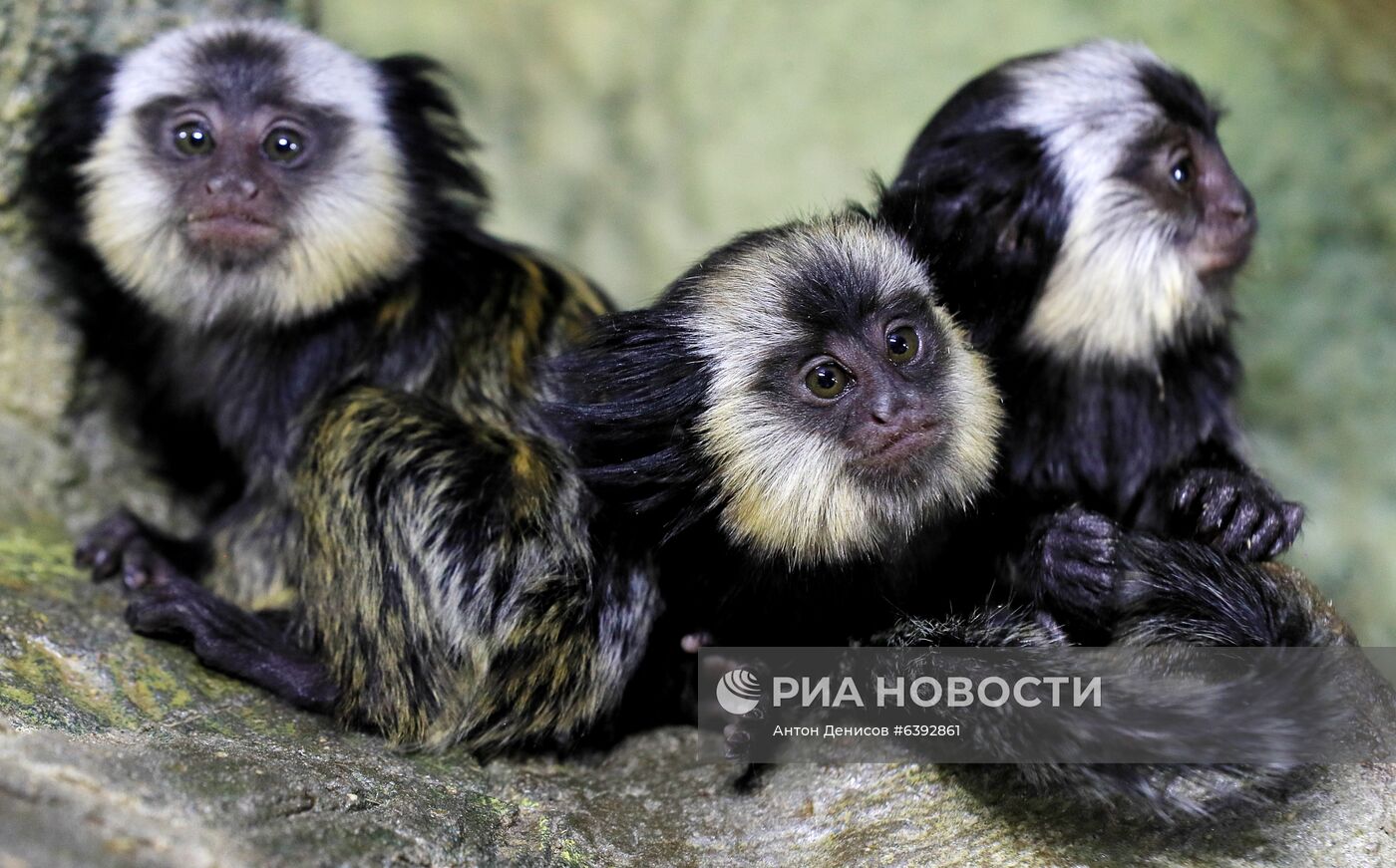 Тройняшки игрунок Жоффруа в океанариуме "Крокус Сити"