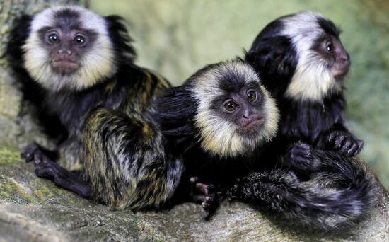 Тройняшки игрунок Жоффруа в океанариуме "Крокус Сити"