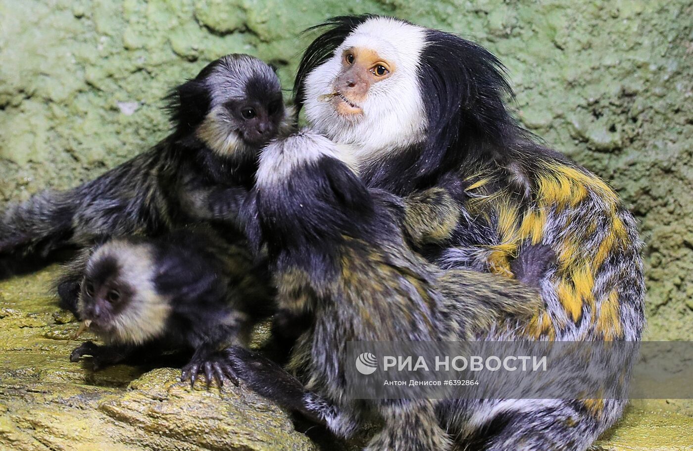 Тройняшки игрунок Жоффруа в океанариуме "Крокус Сити"