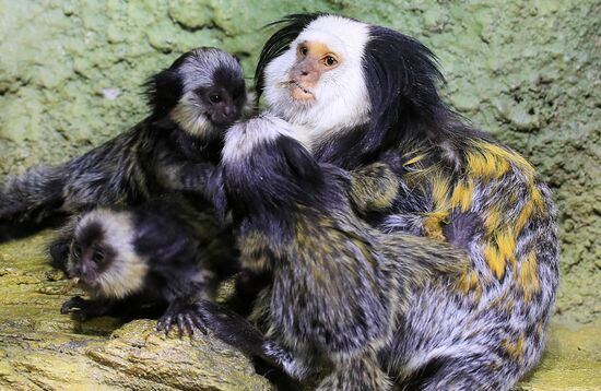 Тройняшки игрунок Жоффруа в океанариуме "Крокус Сити"