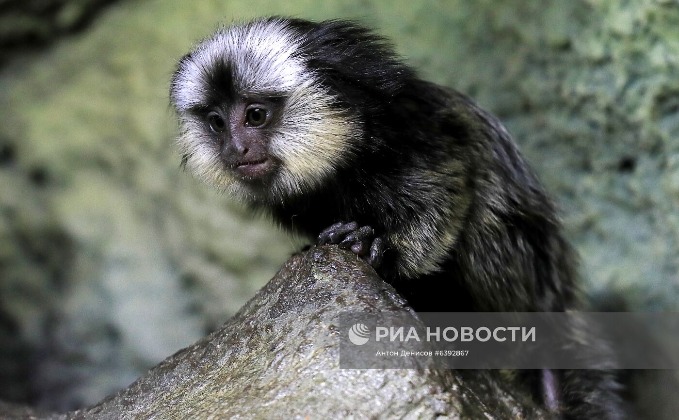 Тройняшки игрунок Жоффруа в океанариуме "Крокус Сити"
