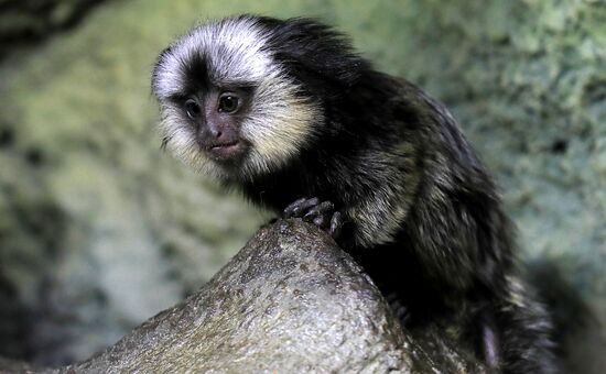 Тройняшки игрунок Жоффруа в океанариуме "Крокус Сити"