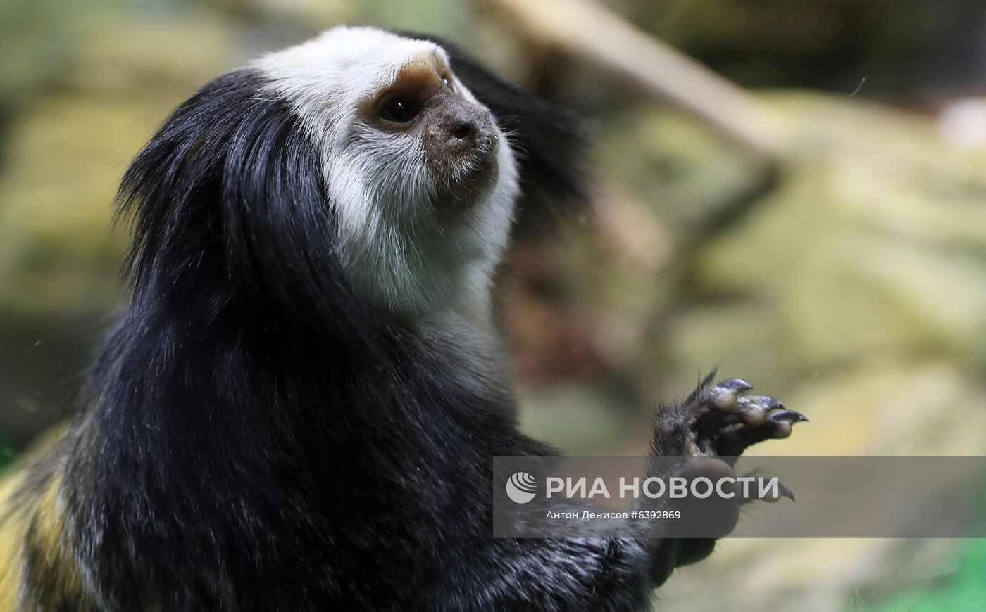 Тройняшки игрунок Жоффруа в океанариуме "Крокус Сити"
