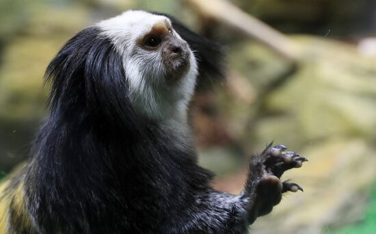 Тройняшки игрунок Жоффруа в океанариуме "Крокус Сити"