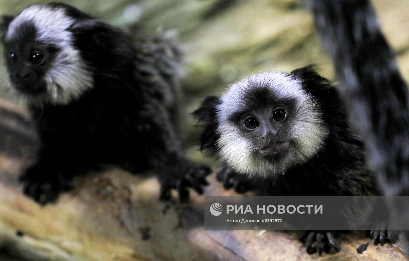 Тройняшки игрунок Жоффруа в океанариуме "Крокус Сити"