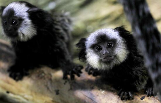 Тройняшки игрунок Жоффруа в океанариуме "Крокус Сити"