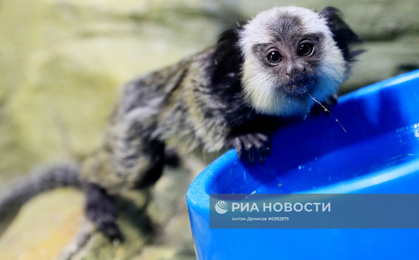 Тройняшки игрунок Жоффруа в океанариуме "Крокус Сити"