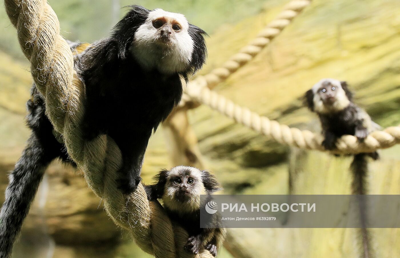 Тройняшки игрунок Жоффруа в океанариуме "Крокус Сити"