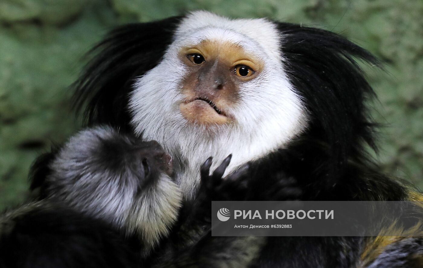 Тройняшки игрунок Жоффруа в океанариуме "Крокус Сити"