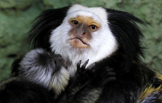 Тройняшки игрунок Жоффруа в океанариуме "Крокус Сити"