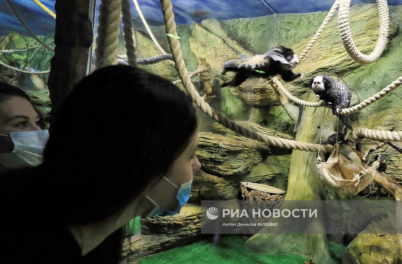 Тройняшки игрунок Жоффруа в океанариуме "Крокус Сити"