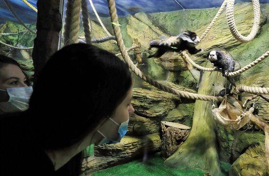 Тройняшки игрунок Жоффруа в океанариуме "Крокус Сити"