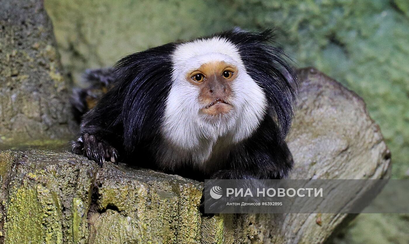 Тройняшки игрунок Жоффруа в океанариуме "Крокус Сити"