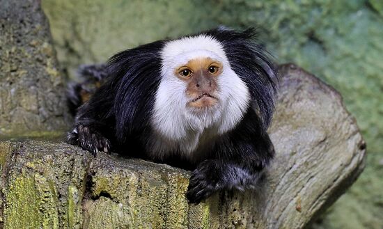 Тройняшки игрунок Жоффруа в океанариуме "Крокус Сити"