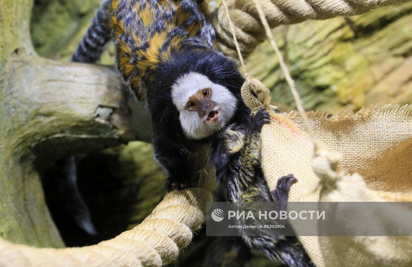 Тройняшки игрунок Жоффруа в океанариуме "Крокус Сити"