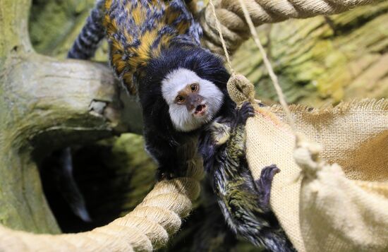 Тройняшки игрунок Жоффруа в океанариуме "Крокус Сити"