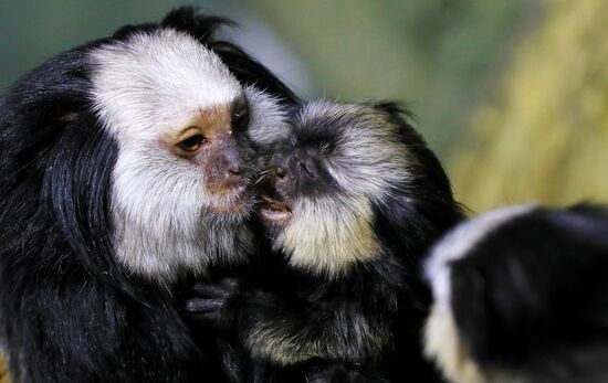 Тройняшки игрунок Жоффруа в океанариуме "Крокус Сити"