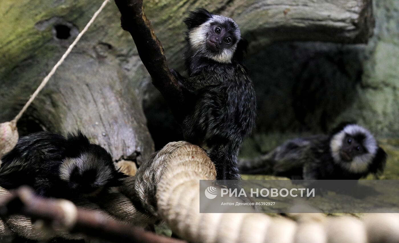 Тройняшки игрунок Жоффруа в океанариуме "Крокус Сити"