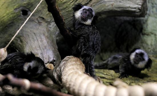 Тройняшки игрунок Жоффруа в океанариуме "Крокус Сити"