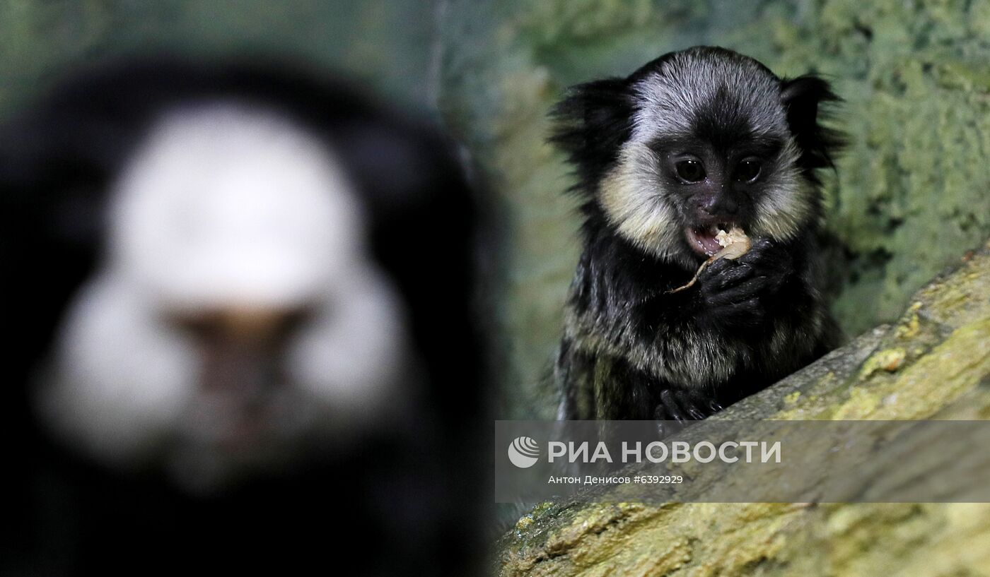 Тройняшки игрунок Жоффруа в океанариуме "Крокус Сити"