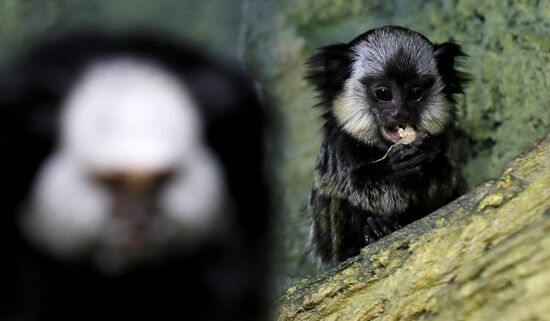 Тройняшки игрунок Жоффруа в океанариуме "Крокус Сити"