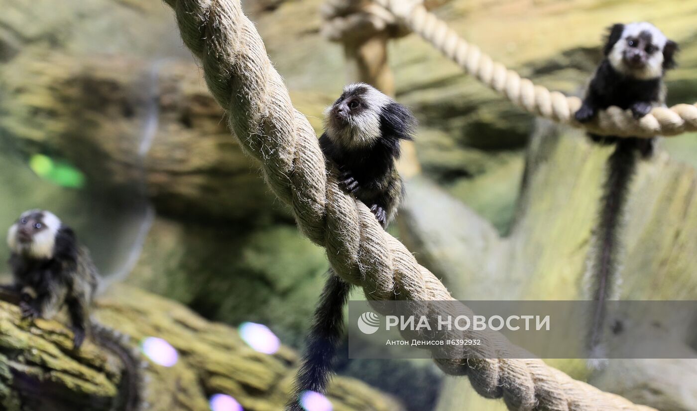 Тройняшки игрунок Жоффруа в океанариуме "Крокус Сити"