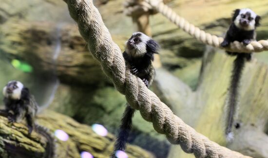 Тройняшки игрунок Жоффруа в океанариуме "Крокус Сити"