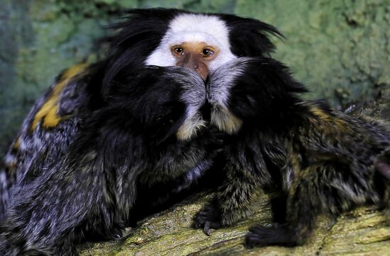 Тройняшки игрунок Жоффруа в океанариуме "Крокус Сити"