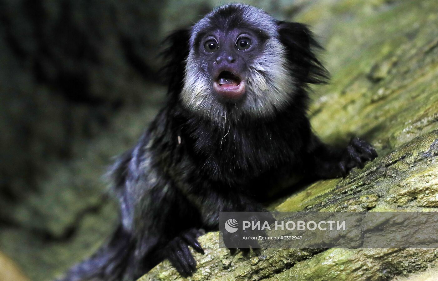 Тройняшки игрунок Жоффруа в океанариуме "Крокус Сити"